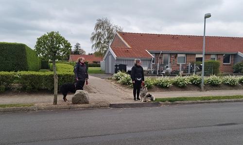 To hundeejere går med hunde på fortov i villakvarter under fortovspassage øvelse