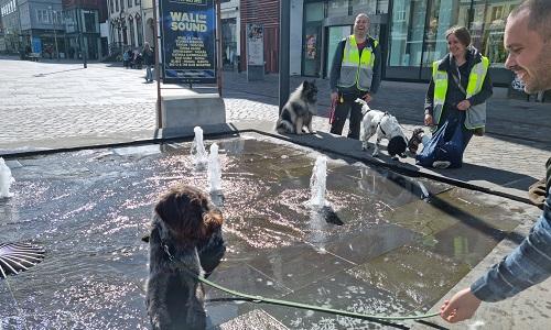 Hunde ved springvand i bymiljø under miljøtræning i Horsens