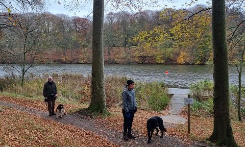 To hundeejere går med hunde langs sø i efterårsfarver
