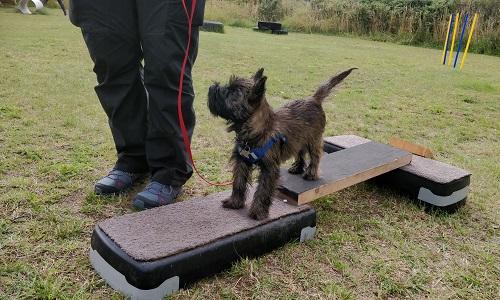 Cairn terrier hvalp balancerer på træningsvippe under motorik