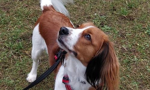 Kooikerhondje unghund giver opmærksom kontakt under indkaldstræning
