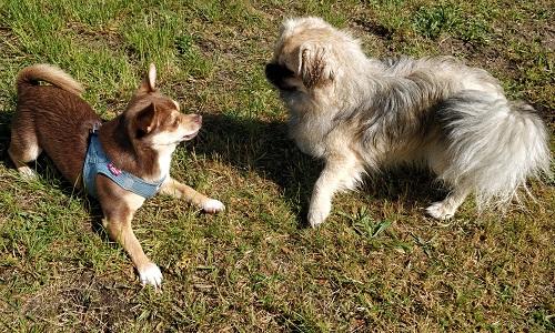 To hunde i legeposition på græsset under kontrolleret leg