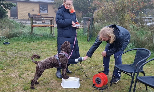 Ejer og træner øver frivillig håndtering med pudel på træningsplads