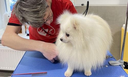 Hvid pomeranian på trimmebord hos hundefrisør Torsten
