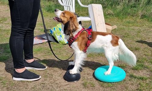 Schæferhund træner nose work med godbidsleg på græsplæne