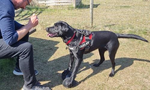 Sort labrador giver opmærksom kontakt til ejer under lydighed