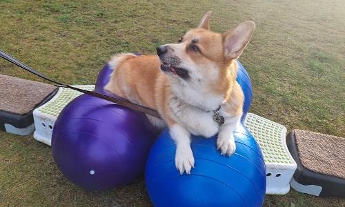Corgi balancerer på to fitness bolde under styrketræning