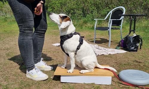 Hvid hund sidder på podium og giver kontakt under kropskontrol