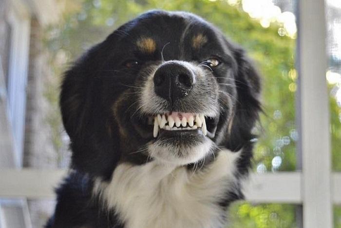 Foredrag om hundens sprog med billede af hund der giver signal