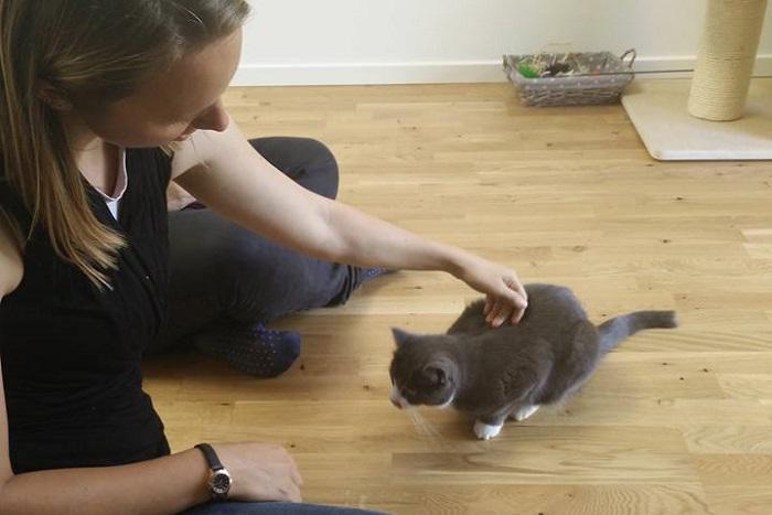 Kat der ligger afslappet og viser tillid