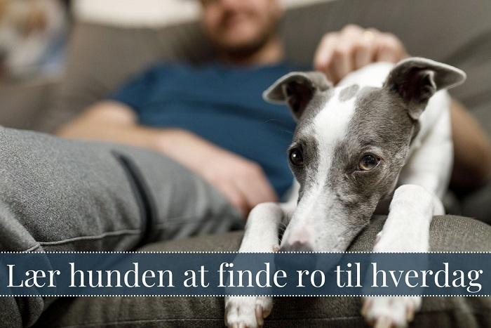 Whippet hviler hovedet på ejerens ben i sofaen med teksten Lær hunden at finde ro til hverdag