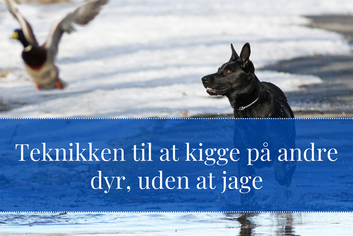 Sort hund kigger på ænder ved vandet med teksten Teknikken til at kigge på andre dyr uden at jage