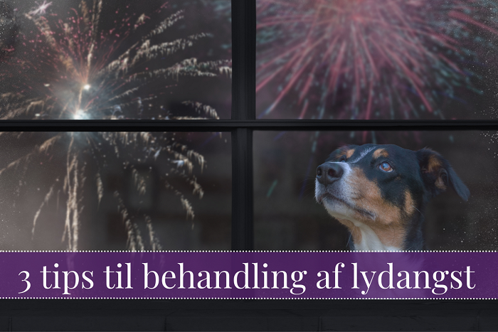 Hund kigger på fyrværkeri gennem vindue med teksten 3 tips til behandling af lydangst